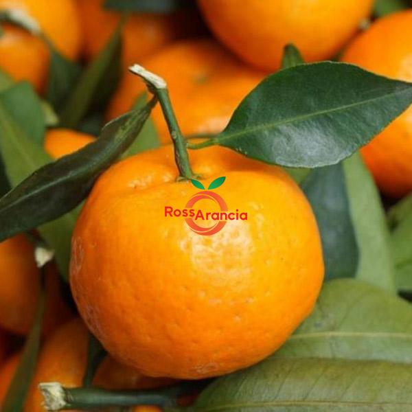Mandarini di Sicilia (15 KG)